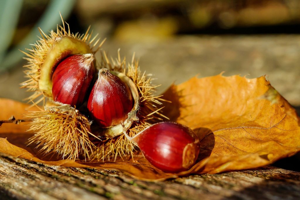 chestnut-gf64fb414c_1920