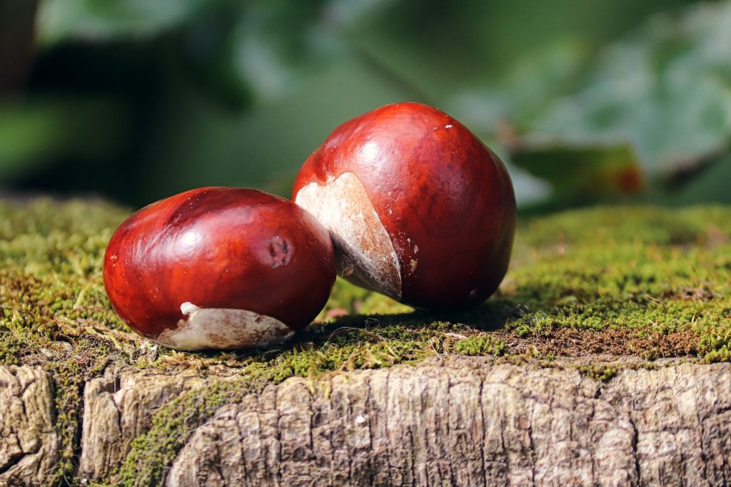 chestnuts-gc8de8c853_1920